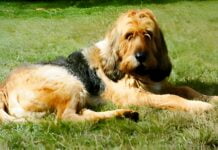 Otterhund