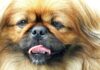 Pekingese