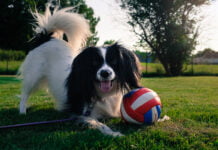 Phalene (Kontinentaler Zwergspaniel) Phalene