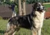 Rumänischer Karpatenhund