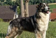 Rumänischer Karpatenhund