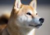 Shiba Inu Shiba Inu