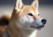 Shiba Inu