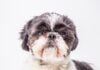 Shih Tzu Shih Tzu