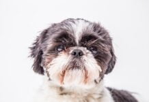 Shih Tzu Shih Tzu
