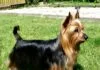 Silky Terrier
