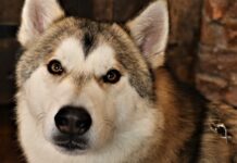 Tamaskan