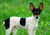 Toy Fox Terrier