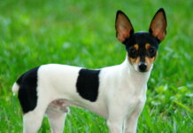 Toy Fox Terrier