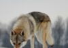 Tschechoslowakischer-Wolfhund