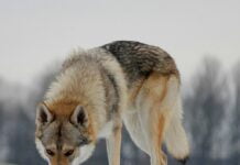 Tschechoslowakischer-Wolfhund