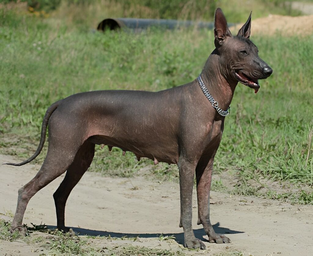 Afrikanischer Nackthund