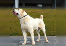 Alabai oder Mittelasiatischer Schäferhund