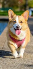 Welsh Corgi