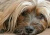 Tibet Terrier