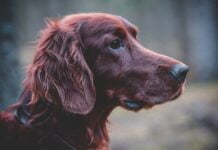 Field Spaniel