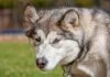 Alaskan Malamute