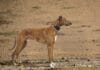 Banjara Hound