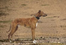 Banjara Hound