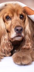 Englischer Cocker Spaniel