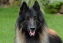 Belgian Tervuren