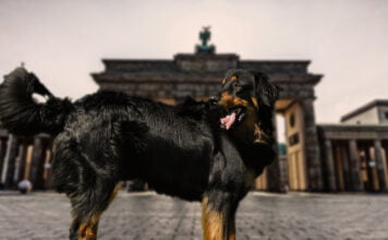 Hundefreundliche Restaurants in Berlin