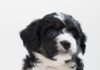 Bernedoodle