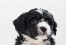 Bernedoodle