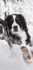 Berner Sennenhund
