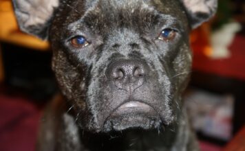 7 Zeichen, dass Ihr Hund Sie nicht mag