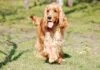 Englischer Cocker Spaniel