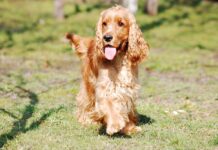 Englischer Cocker Spaniel