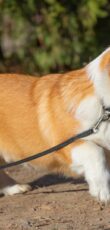Welsh Corgi