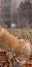 Welsh Corgi