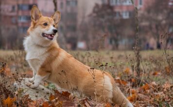 Welsh Corgi