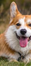 Welsh Corgi