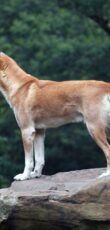 dingo