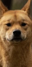 dingo