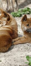 dingo