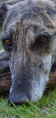 Galgo Espanol
