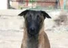 Belgischer Schäferhund