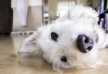 Warum reiben Hunde ihr Gesicht am Boden?