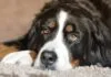 Berner Sennenhund