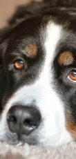 Berner Sennenhund