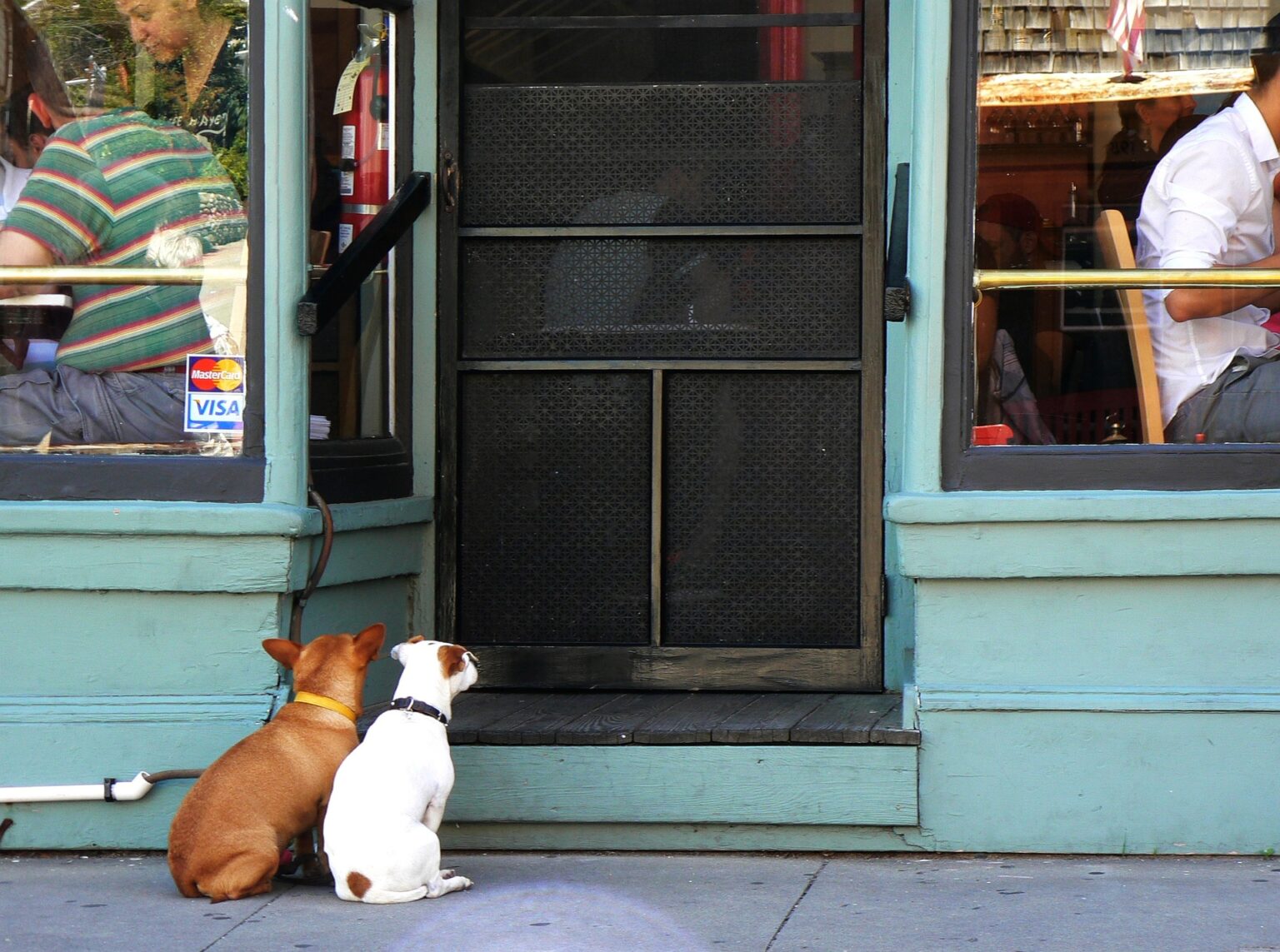 Dürfen Hunde ins Restaurant? Expertentipps zu Hundeernährung, Training und Hunderassen