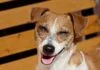 Können Hunde lachen?