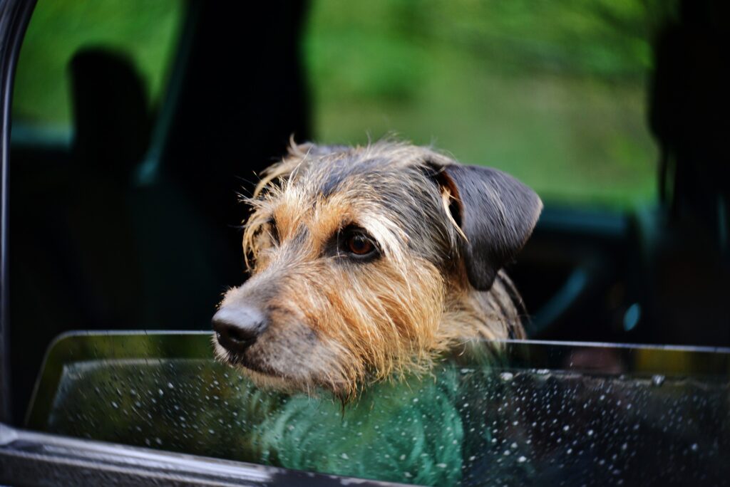 Autofahren mit Hund über weite Strecken