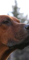 Rhodesian Ridgeback