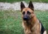 Hundetraining
