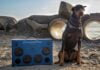 Mögen Hunde Musik?